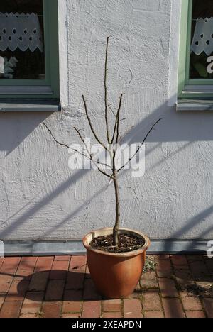 Malus domestica, appletree after pruning Stock Photo