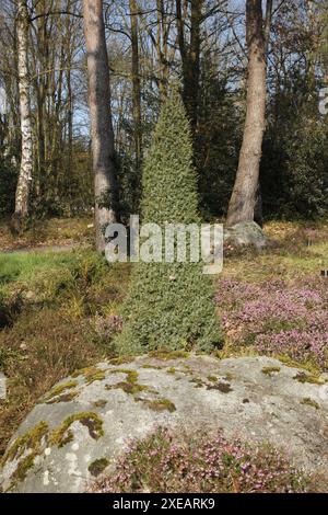 Juniperus communis, common juniper Stock Photo