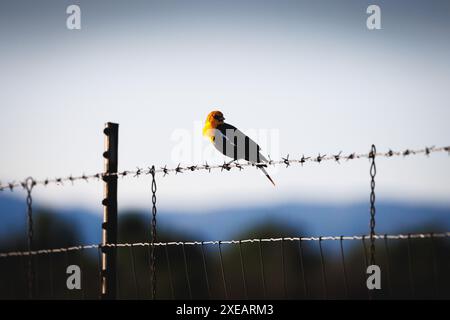yellow headed blackbird perched on a barbed wire fence at sunset Stock Photo