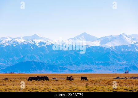 Group of free-range grazing cows on yellow dry grass field in front of mountains sunny autumn afternoon Stock Photo