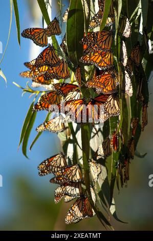 Arriving in October, monarch butterflies cluster together on pine, cypress and eucalyptus trees in the Sanctuary. Their migration to Pacific Grove is Stock Photo