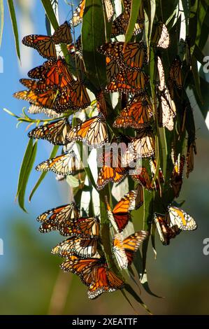 Arriving in October, monarch butterflies cluster together on pine