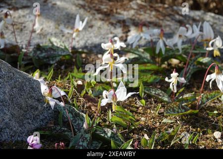 Erythronium caucasicum, caucasian fawn lily Stock Photo