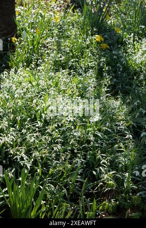 Galanthus nivalis, snowdrop Stock Photo