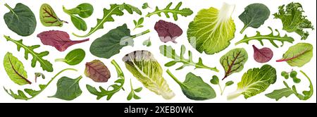 Salad leaves mix isolated on white background Stock Photo