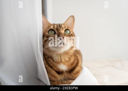 Bengal domestic cat resting on the windowsill near the window. Stock Photo