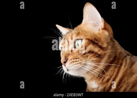 The head of an adult Bengal cat on a purple background. Stock Photo