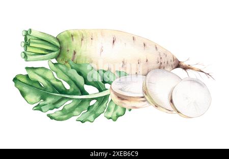 Daikon, mooli, white radish green watercolor vegetable with pieces Stock Photo