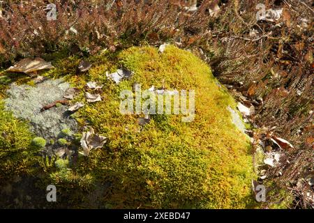Moss on rock Stock Photo