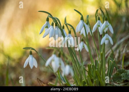 First beautiful snowdrops in spring forest Stock Photo