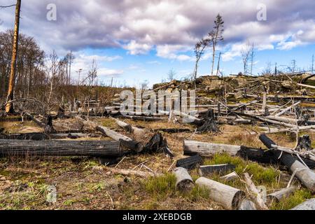 Wilderness emerges after the forest fire in the Saxon Switzerland National Park 3 Stock Photo