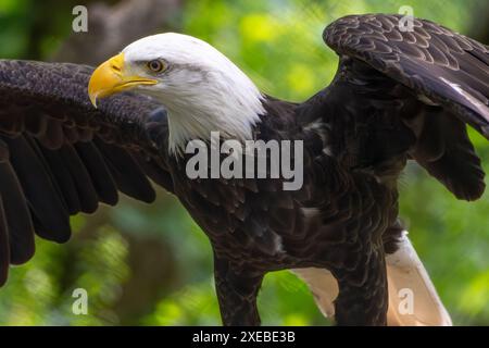 Bald eagle (Haliaeetus leucocephalus) at Bear Hollow Zoo in Athens, Georgia. (USA) Stock Photo