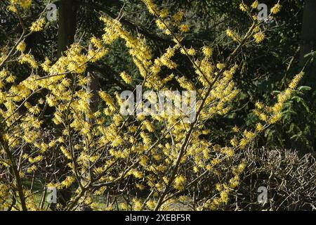 Hamamelis mollis, Chinese witch hazel Stock Photo