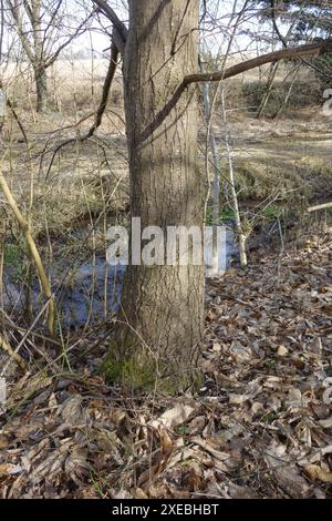 Castanea sativa, chestnut, trunk Stock Photo
