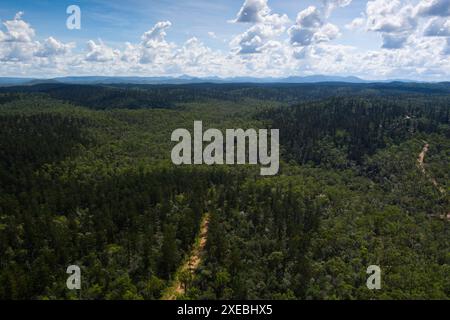 Aerial view of a road passing through the Goodnight Scrub National Park  Queensland, Australia. The road cuts through a lush landscape filled with den Stock Photo