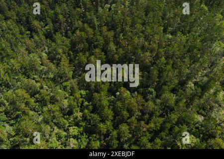 Aerial view of the Goodnight Scrub National Park in Gin Gin, Queensland. The park is densely populated with hoop pine trees, which are clearly visible Stock Photo