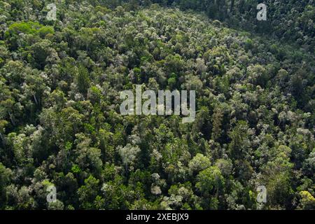 Aerial view of the Goodnight Scrub National Park in Gin Gin, Queensland. The park is densely populated with hoop pine trees, which are clearly visible Stock Photo