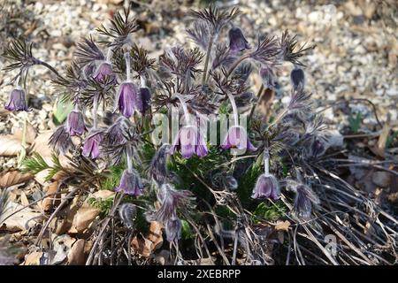 Pulsatilla pratensis ssp. nigricans, small pasque flower Stock Photo