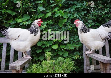 Free range Light Sussex hens Stock Photo
