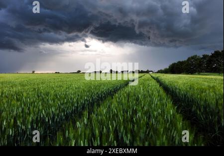 Thunderstorm - Dark ominous storm clouds above green wheat landscape field. Adverse weather conditions. Climate change. Wallpaper force of nature. Dis Stock Photo