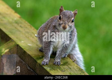 A grey squirrel, Sciurus carolinensis looking at the camera sitting on a wooden sleeper garden wall Stock Photo