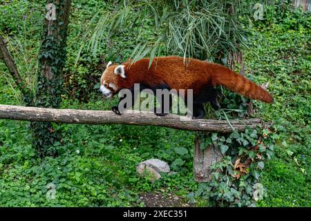 Red panda climbs around on a tree branch. Stock Photo