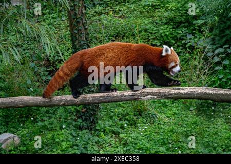 Red panda climbs around on a tree branch. Stock Photo