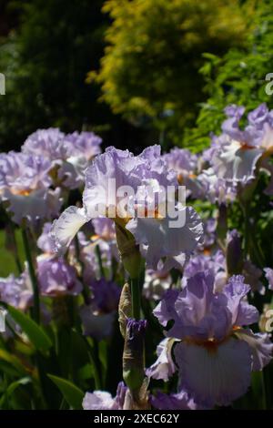 Iris Germanica Stock Photo