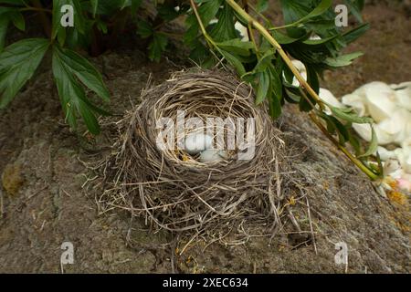 Eggs in Birds Nest Stock Photo