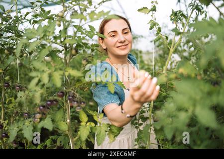Closeup of a young attractive female farmer checking the ripe fruits of black tomatoes. A smiling charming woman in casual cloth Stock Photo