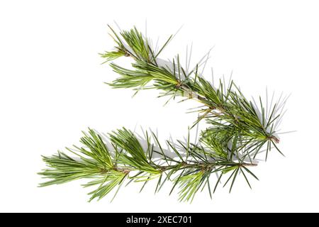 Himalayan cedar tree twigs isolated on a white background. Cedrus deodara Stock Photo