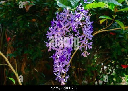 Bunch of blooming Purple Wreath flowers or Sand Paper Vine flowers. Stock Photo