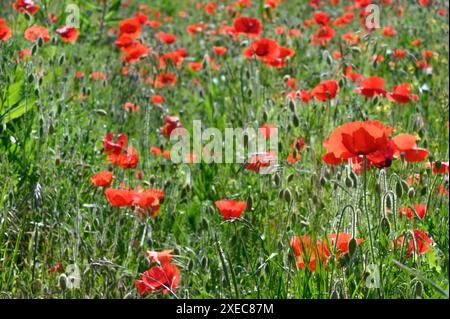 Red Field Poppies (Papaver rhoeas) growing in the margins of a field of barley. June, Kent, UK Stock Photo