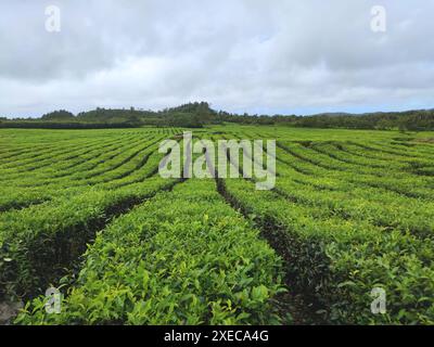 Tea plantation in Mauritius Stock Photo