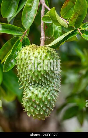 Soursop, called graviola, guyabano and guanabana. Fruit of Annona muricata, evergreen tree. Magdalena department, Colombia Stock Photo