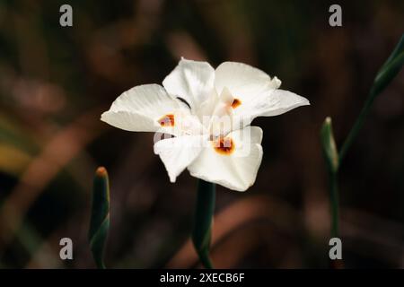 Dietes bicolor, the African iris, fortnight lily or yellow wild iris flower. Guasca, Cundinamarca Department, Colombia Stock Photo