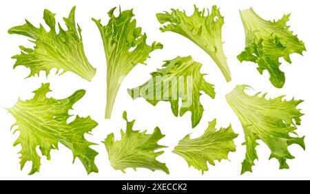 Frize salad leaves isolated on white background Stock Photo
