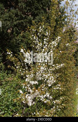 Prunus cerasifera, cherry plum Stock Photo