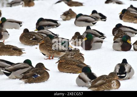 A flock of wild mallards sits on the snow in park Stock Photo