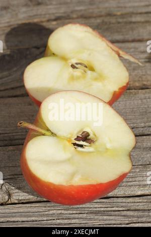 Malus domestica Elstar, apple Stock Photo