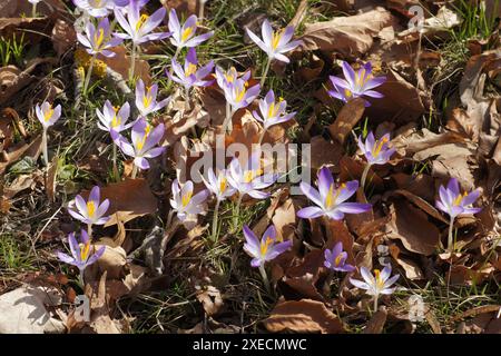 Crocus tommasinianus, Woodland Crocus Stock Photo