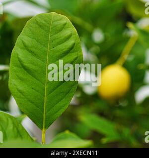 Lemon on the tree Stock Photo