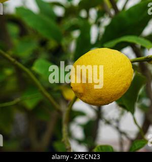 Lemon on the tree Stock Photo