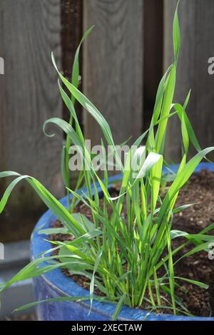 Easter grass Stock Photo