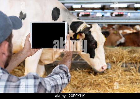 Digital and mobile solutions for livestock farming. Mockup blank screen of digital tablet in farmer's hands in front of cows at dairy farm. Stock Photo