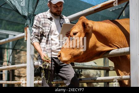 Male farm worker with digital tablet inspects cows on a livestock farm. Stock Photo