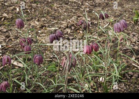 Fritillaria meleagris, snakes head fritillary Stock Photo