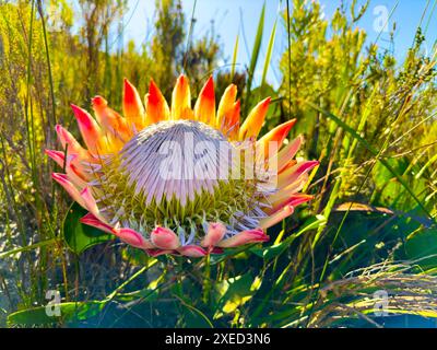 King Protea Fynbos flowers on coastal mountainside in Cape Town Stock Photo