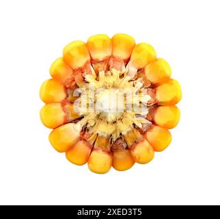 Ear of corn on a white background. Corn cross section isolated. Corncob slice isolated on white. Stock Photo
