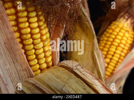 Dried corn cob isolated on black background. Stock Photo